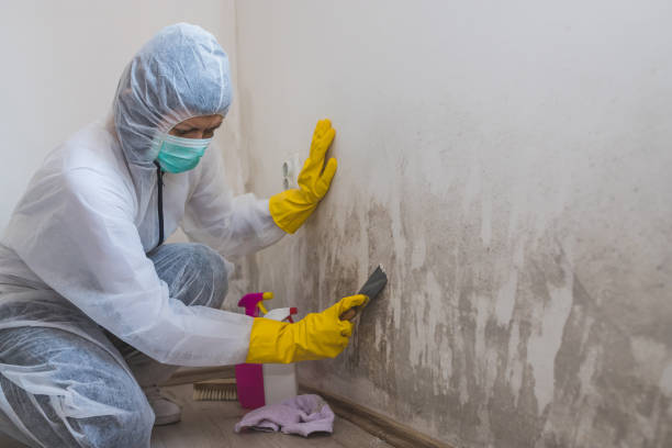 Best Mold Odor Removal Services  in Edinboro, PA