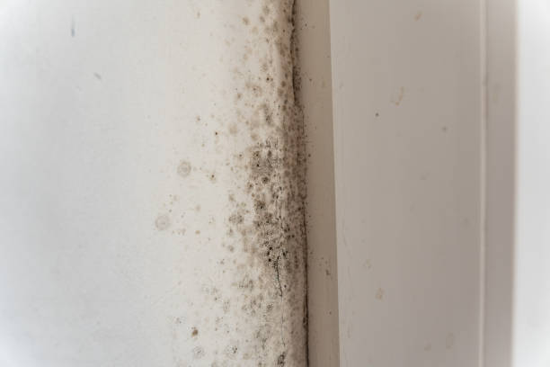 Best Real Estate Mold Inspection  in Edinboro, PA